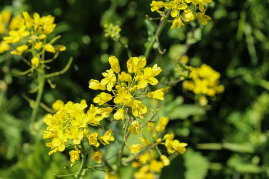close up of bittercress, herb barbara, yellow rocketcress or winter rocket (Barbarea vulgaris) blooming in spring