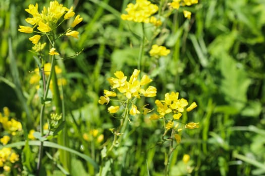 close up of bittercress, herb barbara, yellow rocketcress or winter rocket (Barbarea vulgaris) blooming in spring