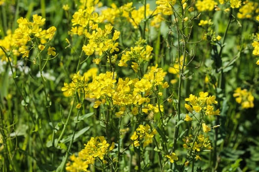 close up of bittercress, herb barbara, yellow rocketcress or winter rocket (Barbarea vulgaris) blooming in spring