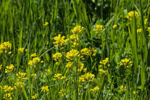 close up of bittercress, herb barbara, yellow rocketcress or winter rocket (Barbarea vulgaris) blooming in spring