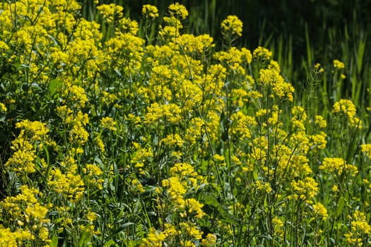 close up of bittercress, herb barbara, yellow rocketcress or winter rocket (Barbarea vulgaris) blooming in spring