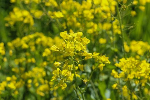 close up of bittercress, herb barbara, yellow rocketcress or winter rocket (Barbarea vulgaris) blooming in spring
