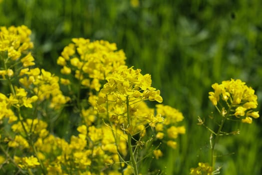 close up of bittercress, herb barbara, yellow rocketcress or winter rocket (Barbarea vulgaris) blooming in spring