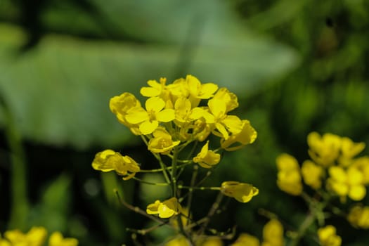 close up of bittercress, herb barbara, yellow rocketcress or winter rocket (Barbarea vulgaris) blooming in spring