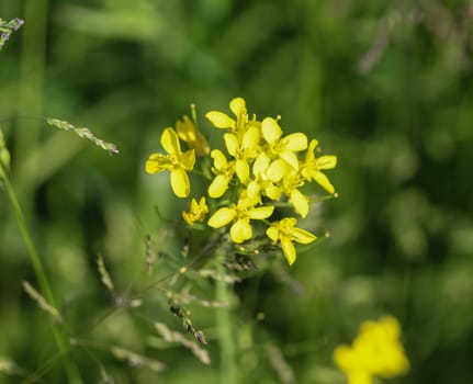 close up of bittercress, herb barbara, yellow rocketcress or winter rocket (Barbarea vulgaris) blooming in spring