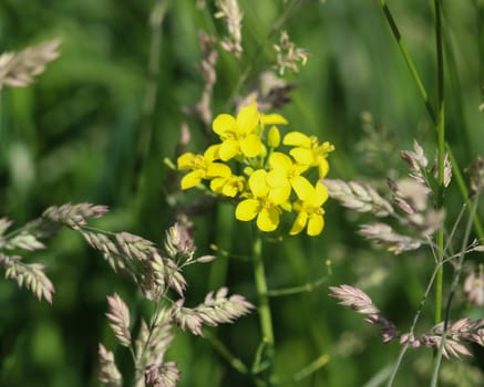 close up of bittercress, herb barbara, yellow rocketcress or winter rocket (Barbarea vulgaris) blooming in spring