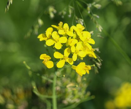 close up of bittercress, herb barbara, yellow rocketcress or winter rocket (Barbarea vulgaris) blooming in spring