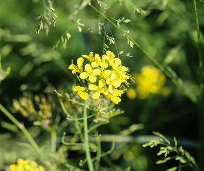 close up of bittercress, herb barbara, yellow rocketcress or winter rocket (Barbarea vulgaris) blooming in spring