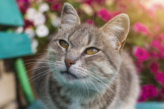 A gray cat sits on a wooden bench near the house.Cute gray cat sitting on a wooden bench outdoors . The cat has beautiful yellow eyes.