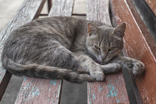A gray cat sits on a wooden bench near the house.Cute gray cat sitting on a wooden bench outdoors . The cat has beautiful yellow eyes.