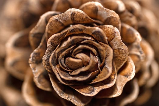 Fir cones in the form of roses.Cones. Cones in the form of roses. European larch.