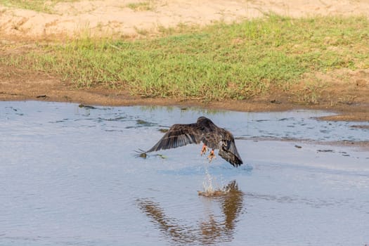 A bateleur, Terathopius ecaudatus, taking off from a river