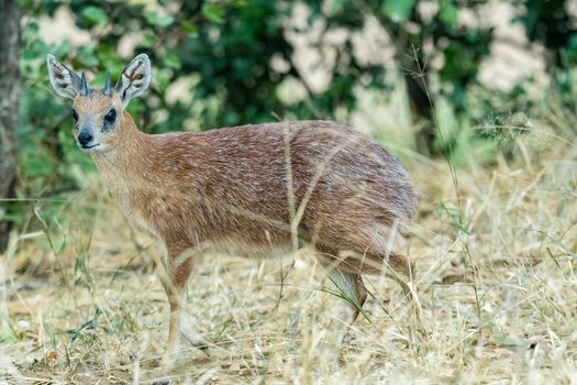 A sharpes grysbok ram, Raphicerus sharpei, between grass
