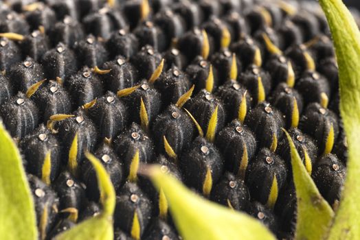 Sunflower seeds close up. Macro. Whole background.Sunflower close up