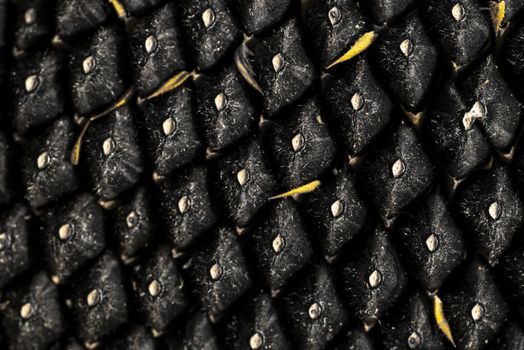 Sunflower seeds close up. Macro. Whole background.Sunflower close up