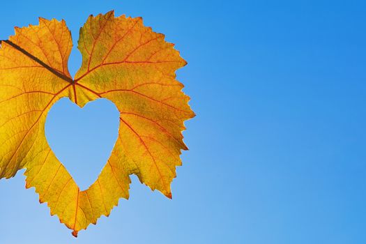 Autumn leaf on a background of trees and blue sky.nature background. Yellow leaves over blue sky.Beautiful autumn with falling down old leaves over blue sky, abstract background, nature at fall