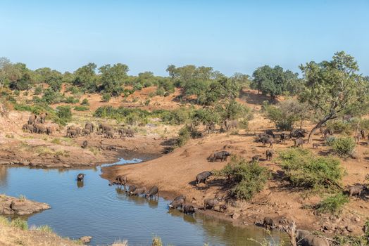Herds of african elephants and cape buffaloes at a river