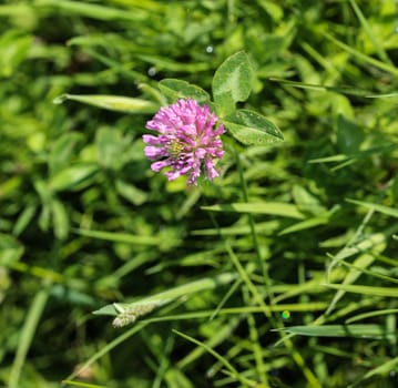 close up of Red Clover (Trifolium pratense) blooming in spring
