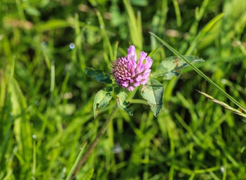 close up of Red Clover (Trifolium pratense) blooming in spring