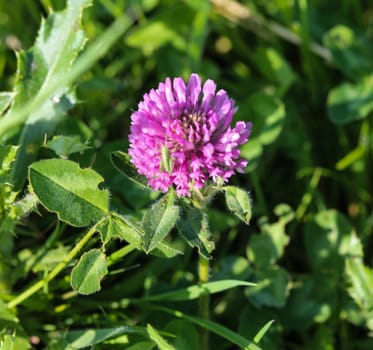 close up of Red Clover (Trifolium pratense) blooming in spring