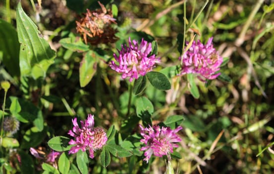 close up of Red Clover (Trifolium pratense) blooming in spring