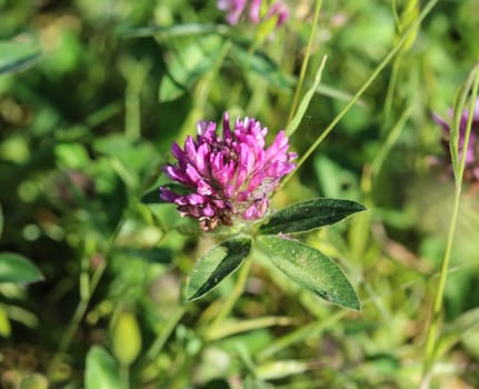 close up of Red Clover (Trifolium pratense) blooming in spring