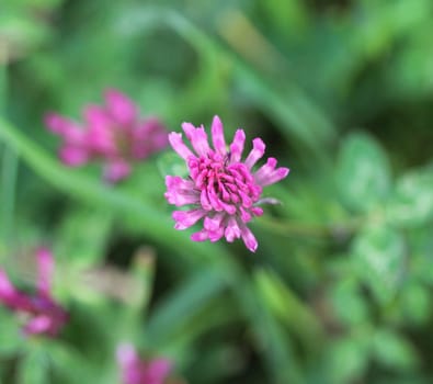 close up of Red Clover (Trifolium pratense) blooming in spring