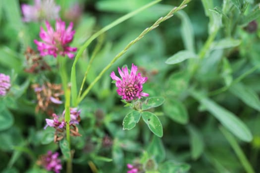 close up of Red Clover (Trifolium pratense) blooming in spring