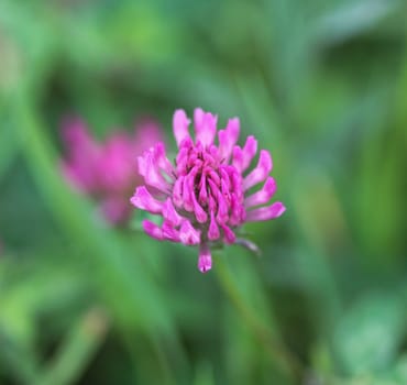 close up of Red Clover (Trifolium pratense) blooming in spring