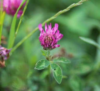 close up of Red Clover (Trifolium pratense) blooming in spring