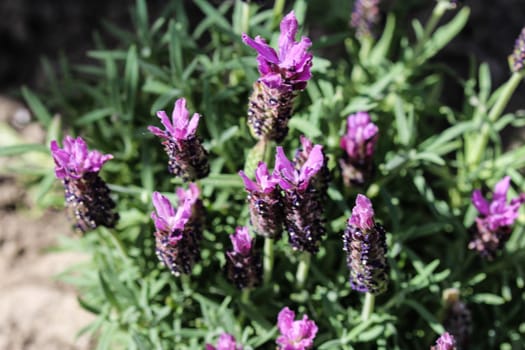 Close up of English lavender (Lavandula angustifolia) in garden
