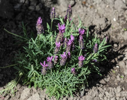 Close up of English lavender (Lavandula angustifolia) in garden