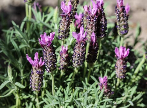 Close up of English lavender (Lavandula angustifolia) in garden