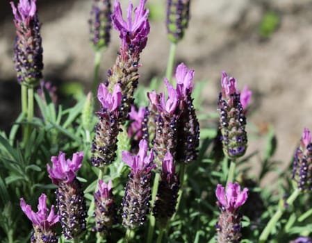 Close up of English lavender (Lavandula angustifolia) in garden