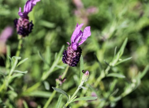 Close up of English lavender (Lavandula angustifolia) in garden