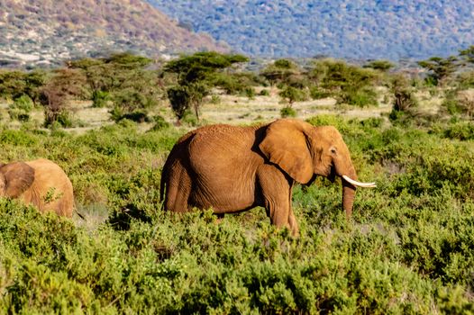 An old elephant in the savannah of Samburu Park in central Kenya