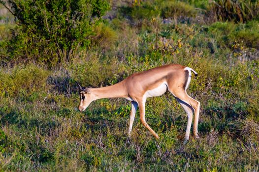 Lonely Springbok grazing in the savannah of Samburu Park in central Kenya