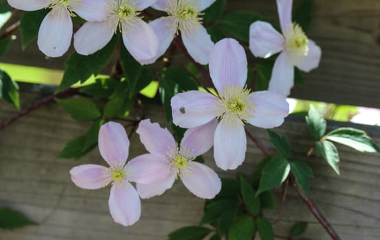 Close up macro of Himalayan Clematis flower (Clematis montana) blooming in garden