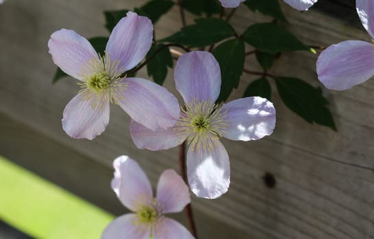 Close up macro of Himalayan Clematis flower (Clematis montana) blooming in garden