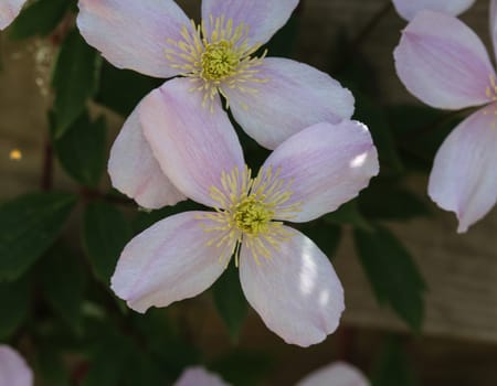Close up macro of Himalayan Clematis flower (Clematis montana) blooming in garden
