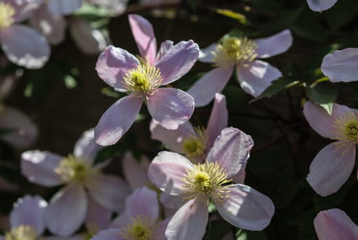 Close up macro of Himalayan Clematis flower (Clematis montana) blooming in garden