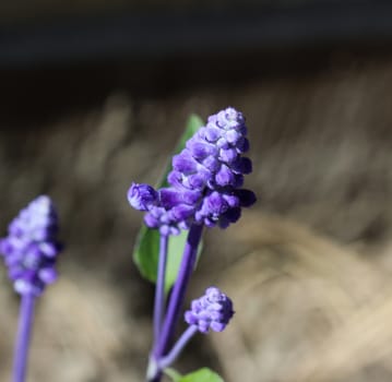 mealycup sage or mealy sage (Salvia farinacea)