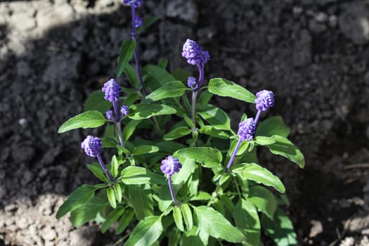 mealycup sage or mealy sage (Salvia farinacea)