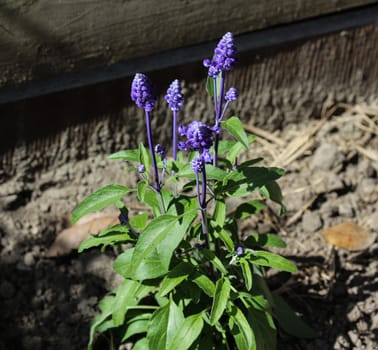 mealycup sage or mealy sage (Salvia farinacea)