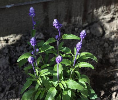 mealycup sage or mealy sage (Salvia farinacea)
