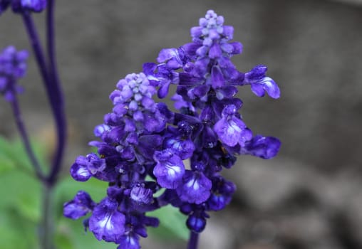 mealycup sage or mealy sage (Salvia farinacea)