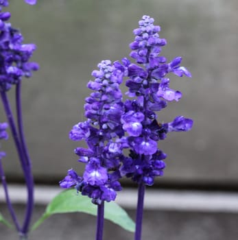 mealycup sage or mealy sage (Salvia farinacea)