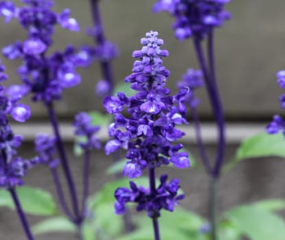 mealycup sage or mealy sage (Salvia farinacea)