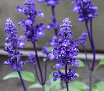 mealycup sage or mealy sage (Salvia farinacea)