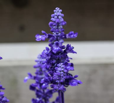 mealycup sage or mealy sage (Salvia farinacea)